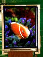 按此在新窗口瀏覽圖片